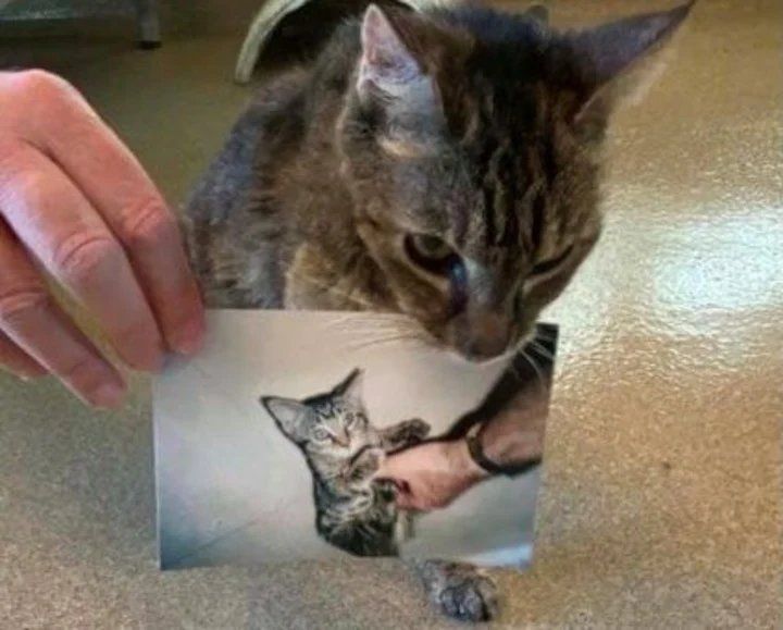 Felino. Junto a una imagen de hace 15 años. Foto: Los Angeles Department of Animal Care and Control.