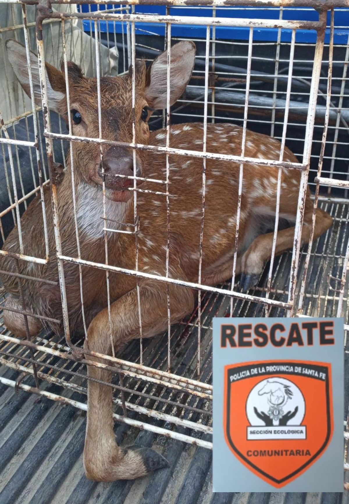 El ciervo capturado en Santo Tomé.