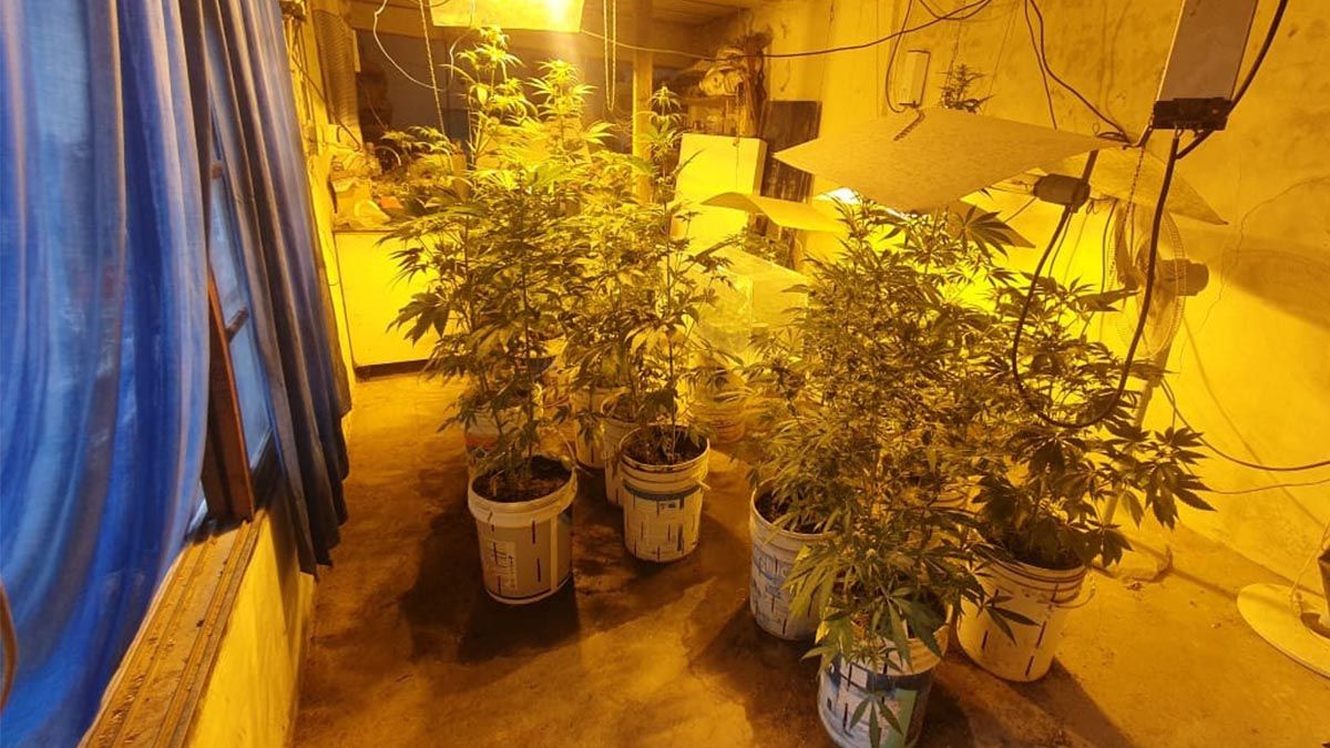 Unas 55 plantas de marihuana fueron secuestradas en un invernadero montado en un sótano de una casa de la localidad bonaerense de Los Polvorines