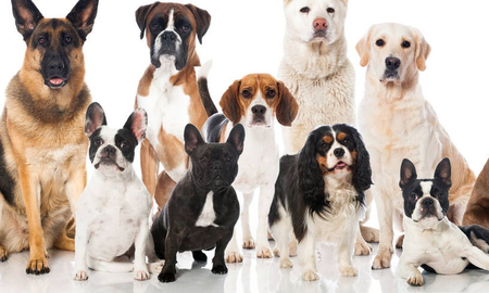 ¿La raza de tu perro determina su comportamiento?: esto dice el colegio de médicos veterinarios ¿La raza de tu perro determina su comportamiento?: esto dice el colegio de médicos veterinarios