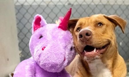 Un perro robó cinco veces un unicornio hasta que se lo terminaron comprando Un perro robó cinco veces un unicornio hasta que se lo terminaron comprando