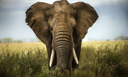 Elefante en India mató a 16 personas en dos meses después de ser rechazado por su rebaño Elefante en India mató a 16 personas en dos meses después de ser rechazado por su rebaño