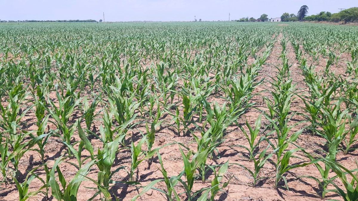 Lote con maíz tardío; en etapa desarrollo vegetativo