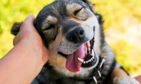 Qué significa acariciar a un perro según los últimos descubrimientos de la psicología. Qué significa acariciar a un perro según los últimos descubrimientos de la psicología.