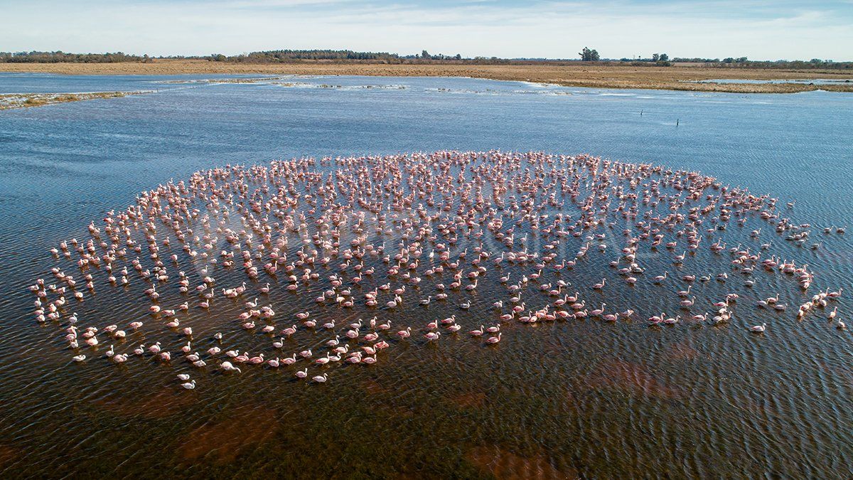 Se estima que más de 6.000 flamencos llegan cada año a la laguna Añapiré en Campo Andino.