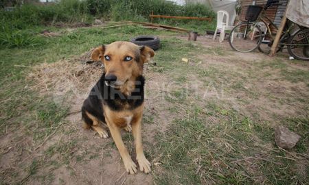 Las rutinas del aislamiento y la cuarentena cambiaron la vida de los animales urbanos.