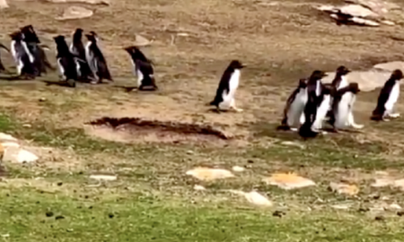 Viral: un pingüino se confunde y se va con otro grupo de animales. Viral: un pingüino se confunde y se va con otro grupo de animales.