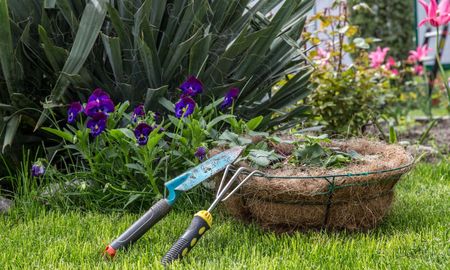 Con este truco, vas a poder tener plantas en tu jardín sin que las plagas las arruinen. Con este truco, vas a poder tener plantas en tu jardín sin que las plagas las arruinen.