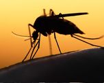 El mosquito Aedes Aegypti es el vector del dengue. El mosquito Aedes Aegypti es el vector del dengue.