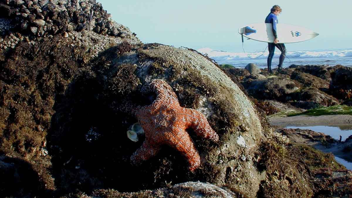 La estrella de mar de color ocre ayuda a la diversidad específica en zonas de marea baja ya que se alimenta de mejillones que podrían invadir otro tipo de vida marina. Pero la vida marina peligra con las amenazas del calentamiento global.