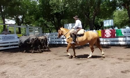 braford a valores firmes: los precios del ultimo remate raza carne del 2025 braford a valores firmes: los precios del ultimo remate raza carne del 2025
