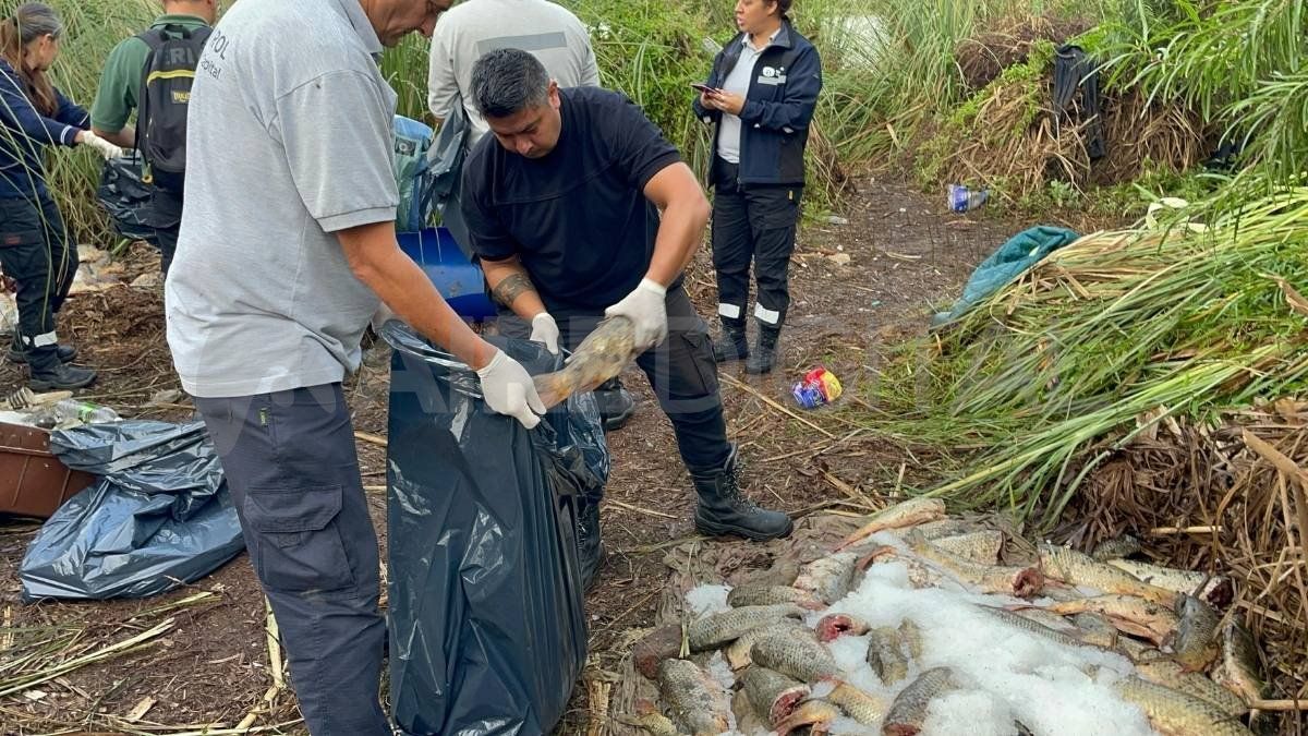 Circunvalación Oeste: denuncia y decomiso de pescado en mal estado