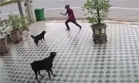 Se salvó del ataque de unos perros por imitar al señor Miyagi de Karate Kid Se salvó del ataque de unos perros por imitar al señor Miyagi de Karate Kid