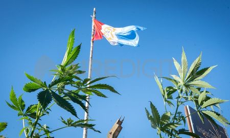 La provincia de Santa Fe comienza con el cultivo experimental a campo. La provincia de Santa Fe comienza con el cultivo experimental a campo.