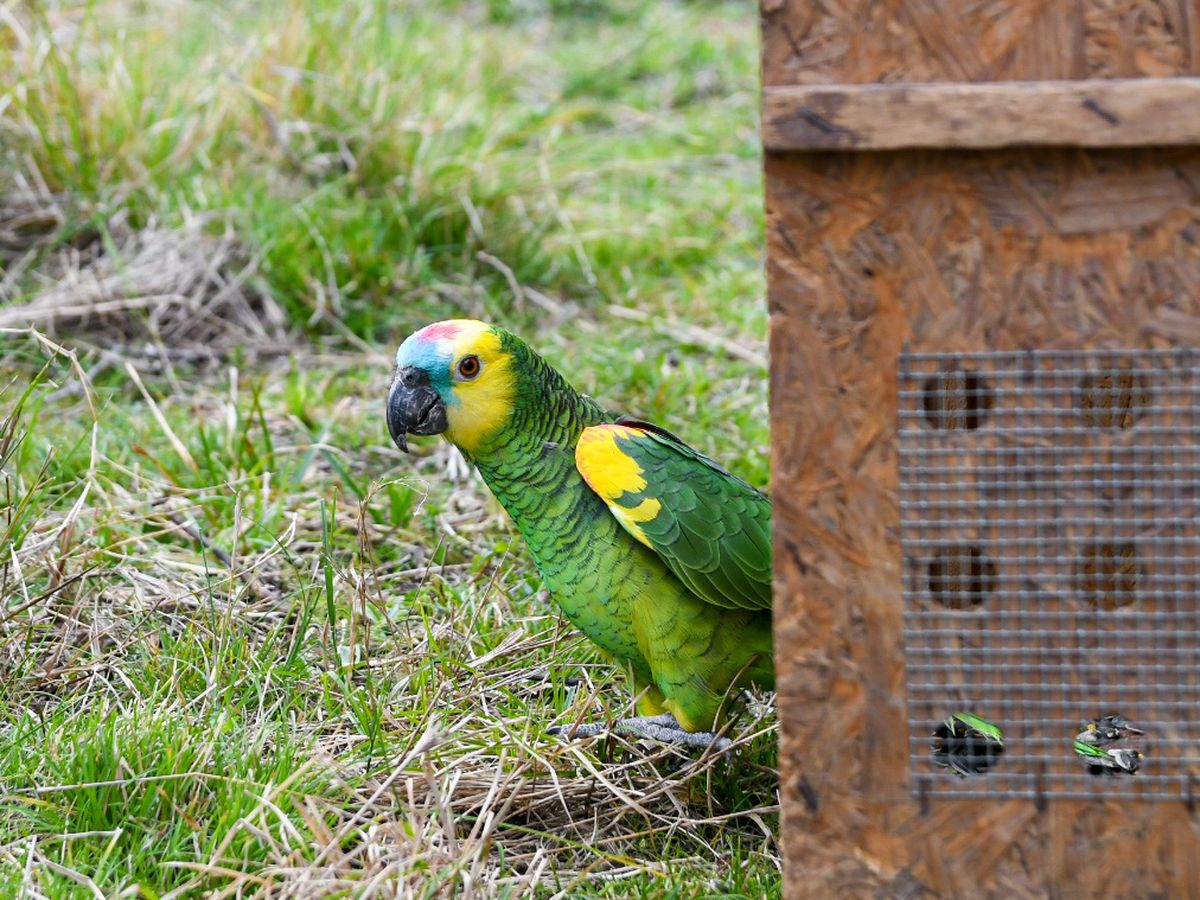 Los especialistas recomiendan evitar el contacto con estos ejemplares y mantener las condiciones de higiene.
