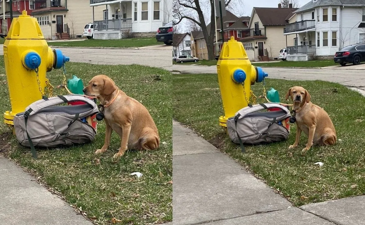 Abandonó a su perro junto con una mochila de juguetes y explicó las razones en una dramática nota: Acto de desesperación