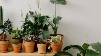 El truco de la sal que usan los expertos para que tus plantas crezcan más fuertes y verdes