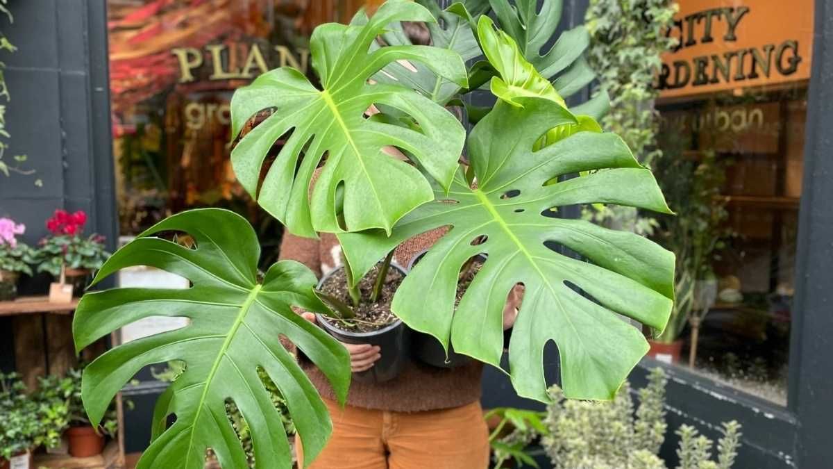 El agua de arroz funciona como un fertilizante suave que alimenta la microbiota del sustrato.