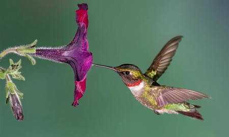 Cómo atraer a un colibrí hasta tu jardín o balcón Cómo atraer a un colibrí hasta tu jardín o balcón