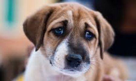 recomendaciones para proteger a las mascotas de los fuegos artificiales recomendaciones para proteger a las mascotas de los fuegos artificiales