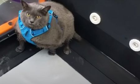 video: un gato con sobrepeso rechazo la rutina de gimnasia y se volvio viral video: un gato con sobrepeso rechazo la rutina de gimnasia y se volvio viral
