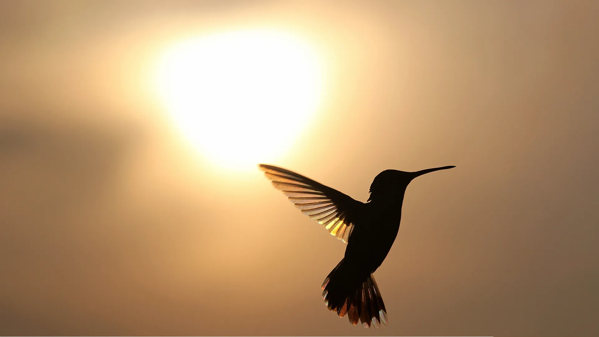 El colibrí como ser mitológico: las creencias que inspiró