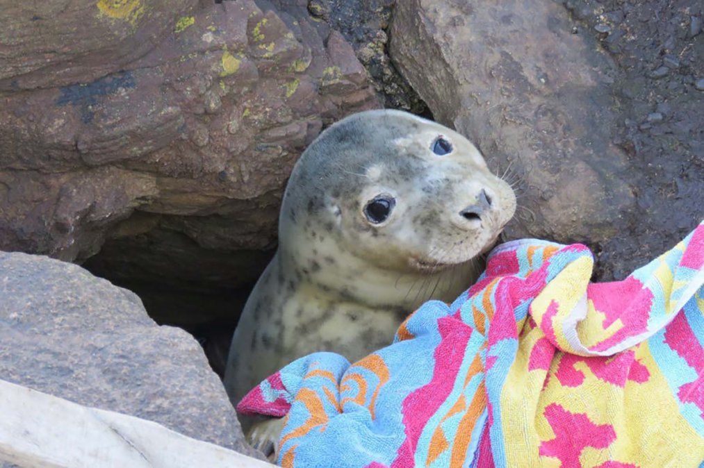 El emotivo rescate de una foca que estaba atrapada entre las rocas