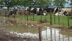 calor, lluvias y falta de infraestructura, el combo que afecta a la lecheria santafesina