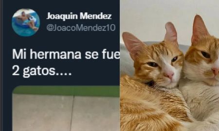Las excéntricas indicaciones de una chica a su hermano, encargado de cuidarle los gatitos Las excéntricas indicaciones de una chica a su hermano, encargado de cuidarle los gatitos