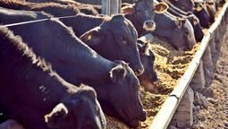 buscan reducir el metano de las vacas con un aditivo que tambien mejora la conversion alimenticia