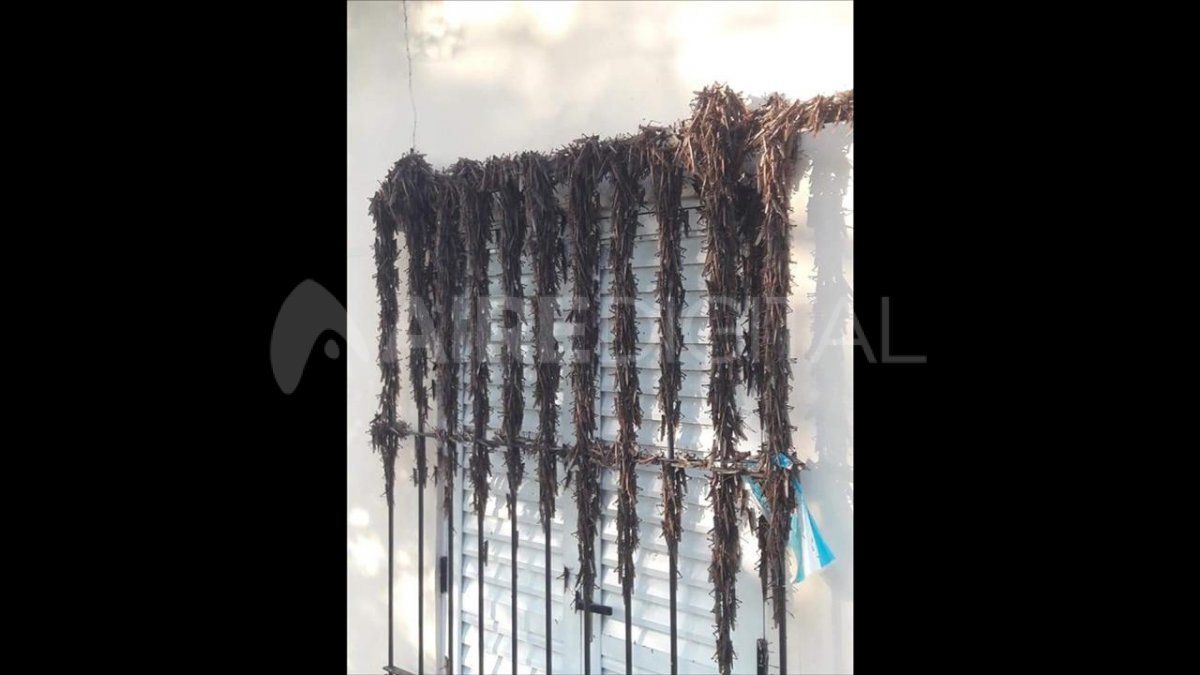 Las condiciones clim&aacute;ticas en Lanteri fueron &oacute;ptimas para la instalaci&oacute;n temporal de las langostas americanas.&nbsp;