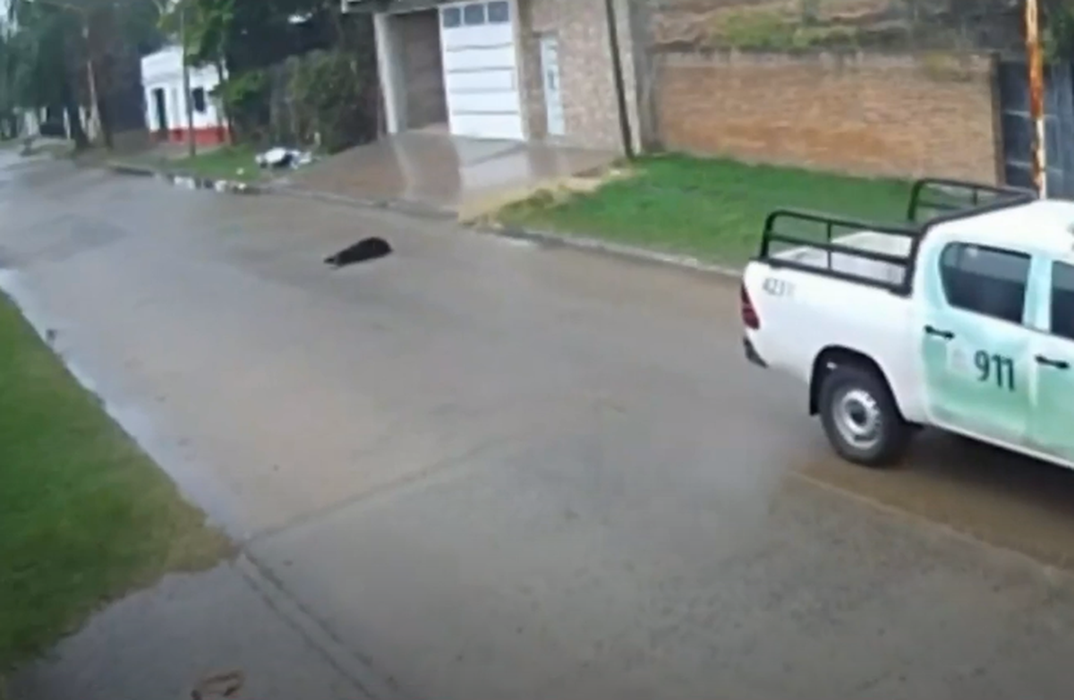 Ocurrió en Corrientes y, como la ley de maltrato animal no fue actualizada, el responsable solo podría recibir una pena leve.