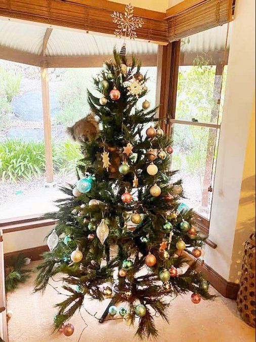 Viral: un koala aferrado al árbol navideño.