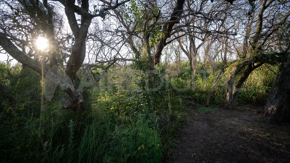 En el atardecer, la densa trama que tejen los árboles del En el atardecer, la densa trama que tejen los árboles del