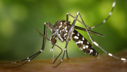 altText(Dengue: las recomendaciones más importantes en caso de presentar síntomas)}