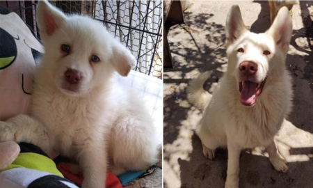 Simón, el perro más tierno del mundo que se volvió viral en las redes. Simón, el perro más tierno del mundo que se volvió viral en las redes.