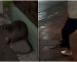 Juan Bautista Bravo e Imanol Santerre quedaron en el centro de la polémica tras la viralización del video que muestra la agresión fatal contra un coipo en Bahía Blanca. Juan Bautista Bravo e Imanol Santerre quedaron en el centro de la polémica tras la viralización del video que muestra la agresión fatal contra un coipo en Bahía Blanca.