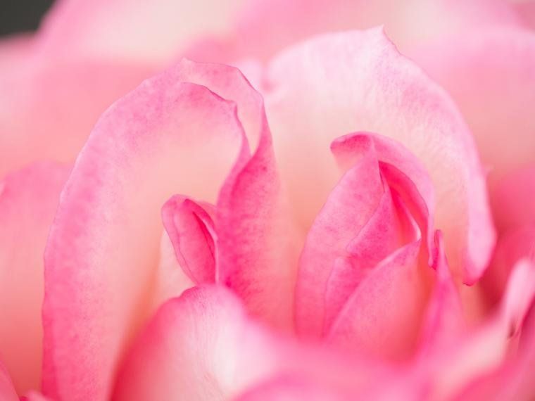 Mitos y verdades que tenés que saber sobre el clítoris