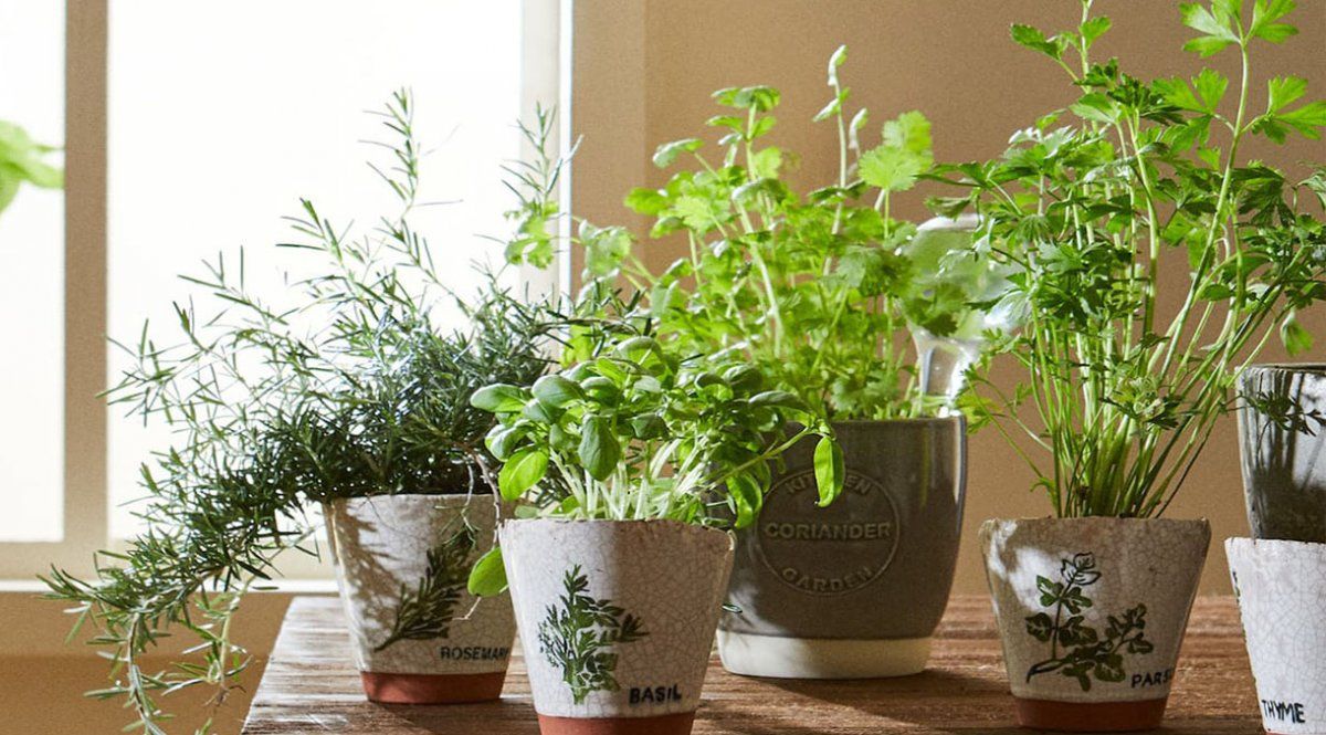 Estas son las plantas que atraen dinero y prosperidad
