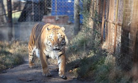 Según las explicaciones del fiscal, los animales exóticos fueron “comprados” por los dueños de la finca hace muchos años atrás a un circo llamado Johnny Bravo, probablemente un tiempo después que en Argentina se prohibiera la utilización de animales exóticos en los shows.