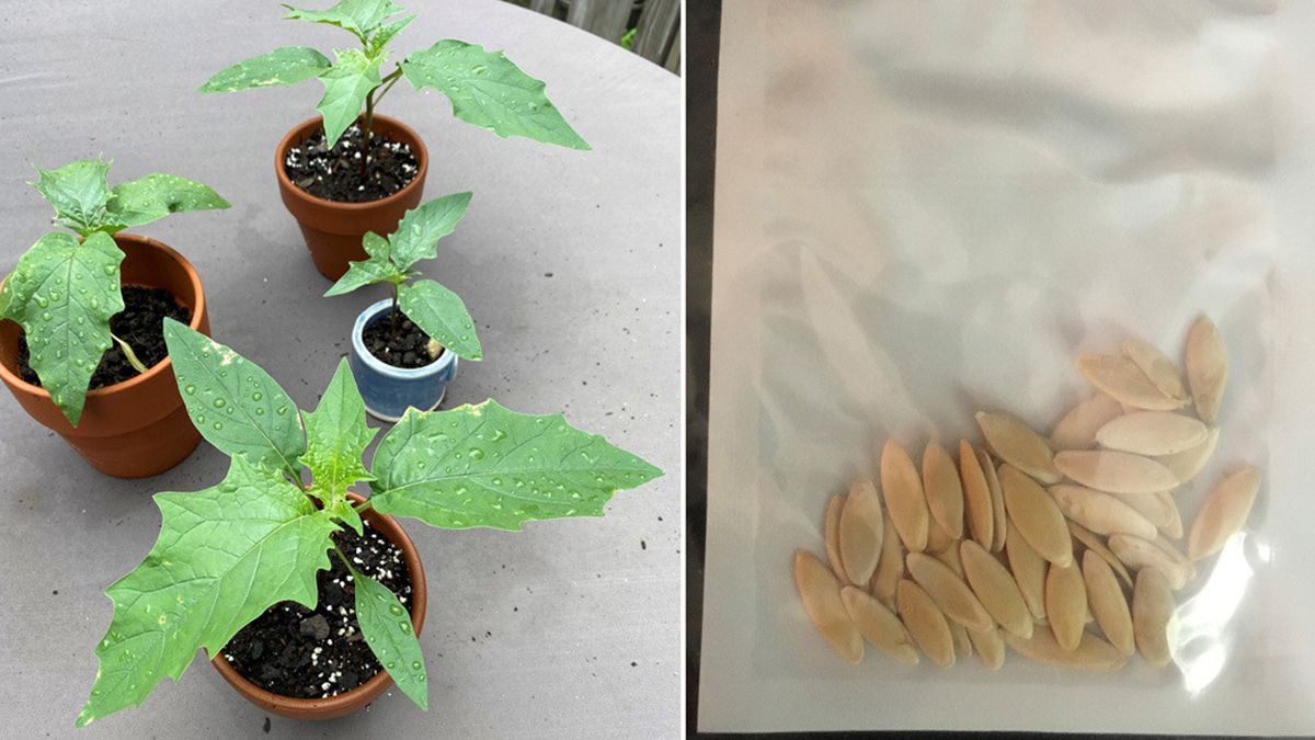 Video: plantó las misteriosas semillas que le enviaron desde China y se llevó una sorpresa