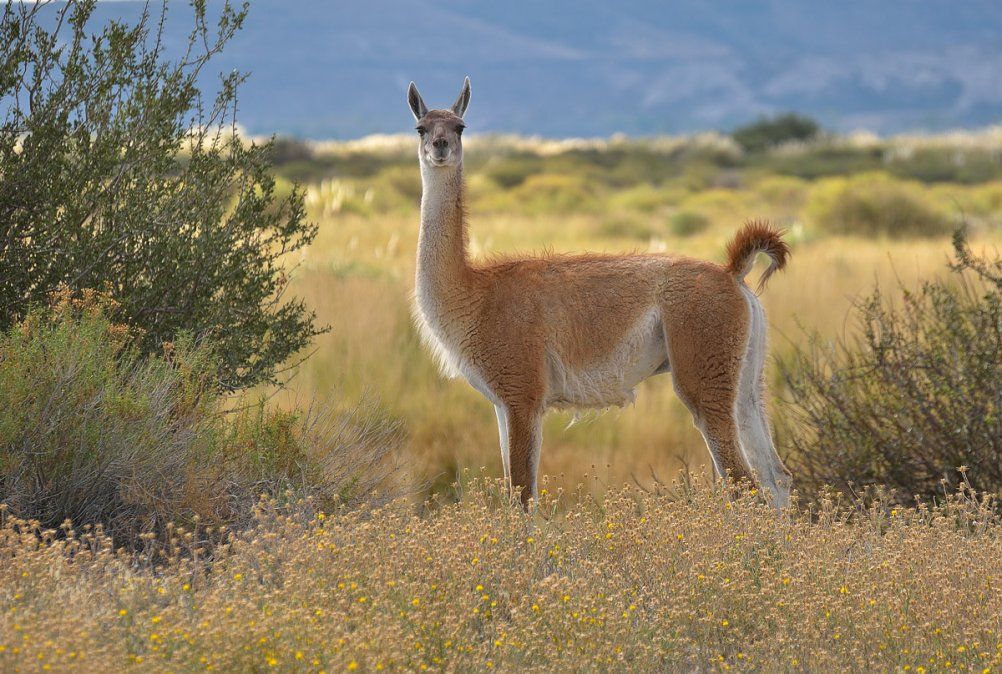 Guanaco sure&ntilde;o.
