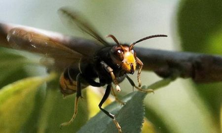 Un grupo de insectos conocidos como ‘chaquetas amarillas’ lo picó mientras cortaba leña en la localidad de Loncopué. Un grupo de insectos conocidos como ‘chaquetas amarillas’ lo picó mientras cortaba leña en la localidad de Loncopué.