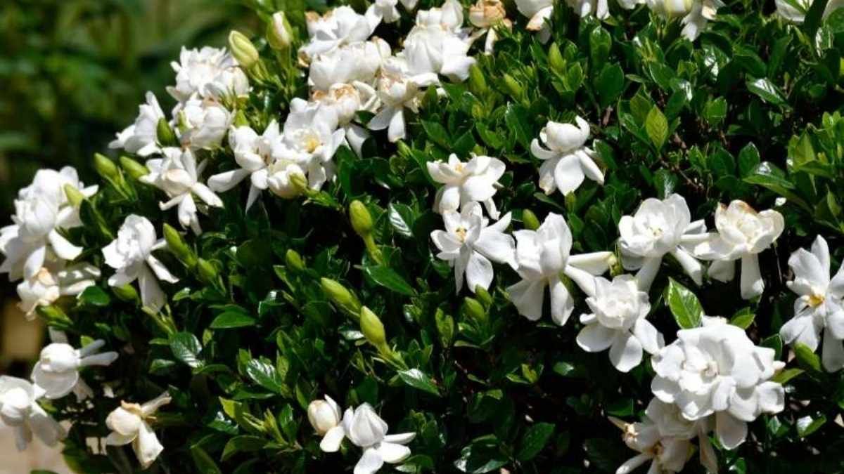 La cáscara de banana aporta potasio