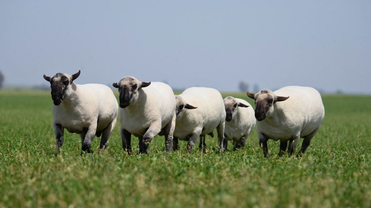 De carácter carnicero