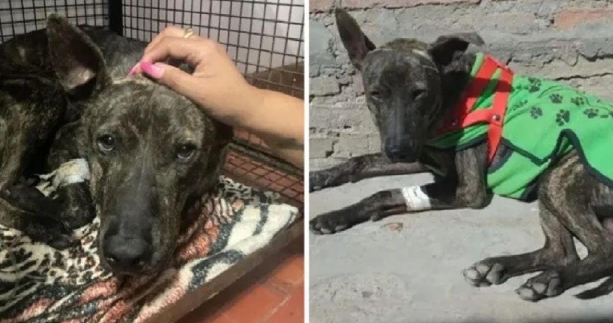 Salta: baleó a un perro y tuvo que pagar 108 mil pesos de indemnización