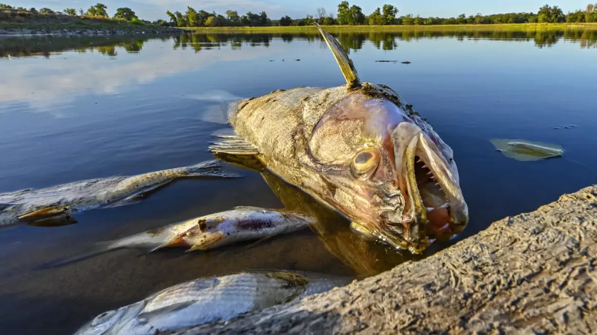 Cerca de 100 toneladas de peces fueron encontrados muertos en la frontera entre Alemania y Polonia
