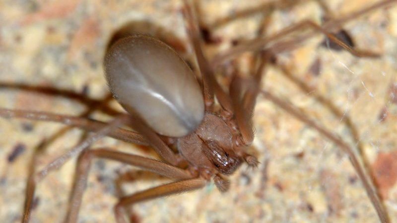 Arañas que matan: ¿Cuáles son las violinistas y qué hacer si te pica?