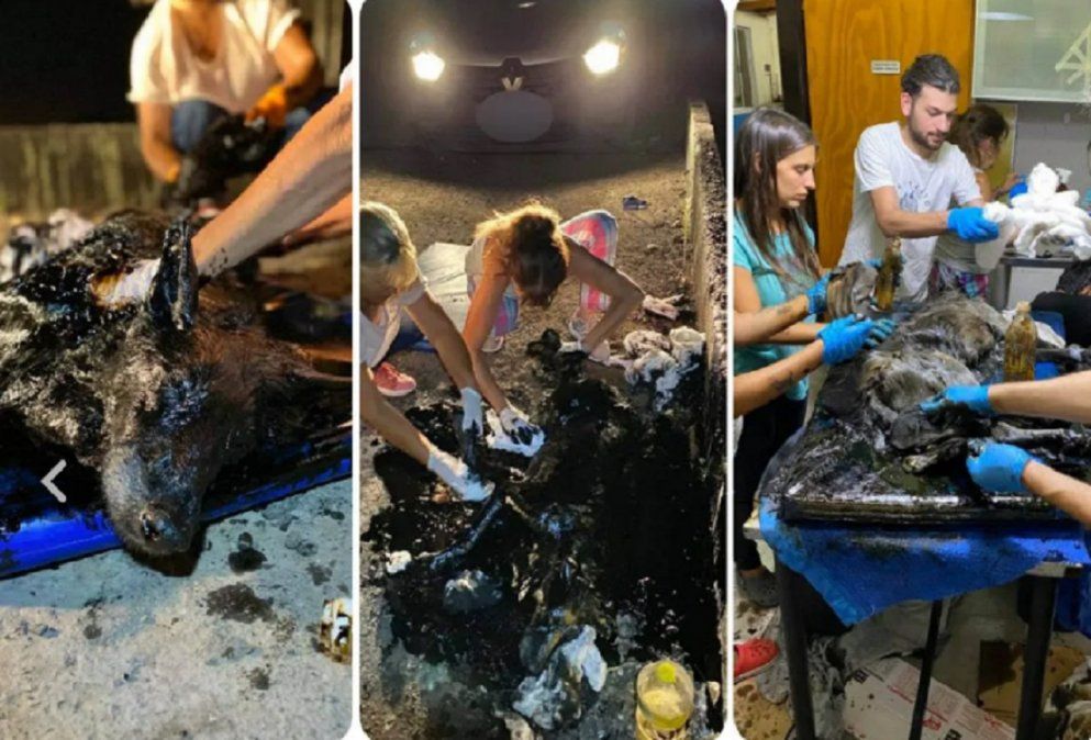 Proyecto 4 patas&nbsp;