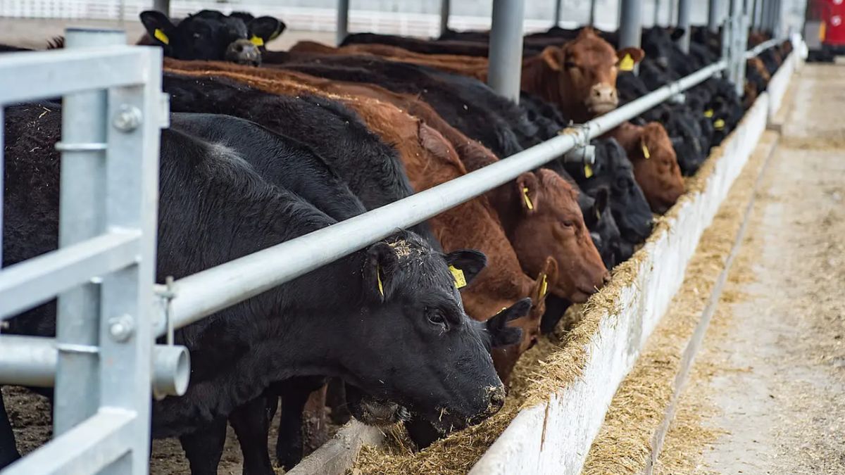 Suelen darse casos de “contaminación cruzada” de alimentos con el hongo claviceps purpurea en engordes a corral (feedlot) o tambos.&nbsp;